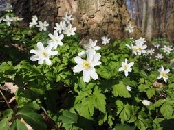 delicate wood anemone flowers in the forest