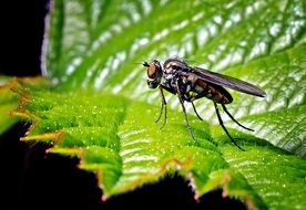 fly on sheet Closeup