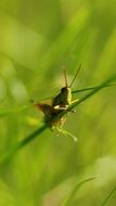 Green Grasshopper