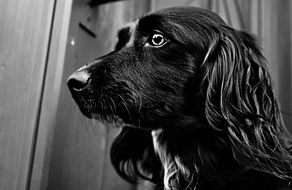 black dog head