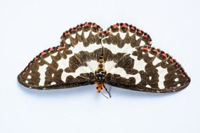 butterfly on a white background