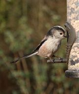 long-tailed tit close up