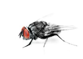 clipart of fly on the white background