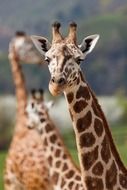 giraffe family in an African reserve