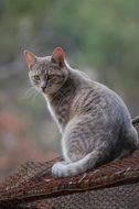 cat is sitting on the street