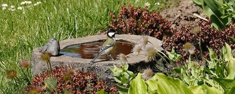 Bird bath in spring