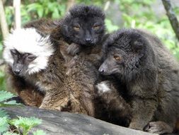 family of black Madagascar lemur