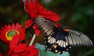 black and white butterfly on the red flowers