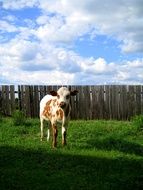 Cow Village Farm Animal Nature