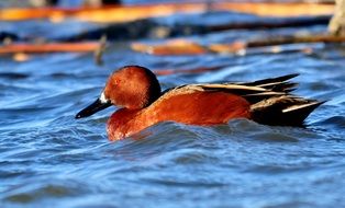 Duck Cinnamon teal