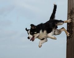 border collie showing trick