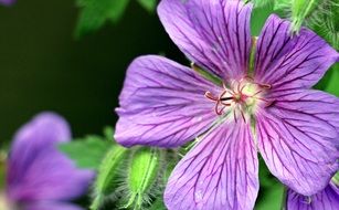 Purple Cranesbill Stork Beak Bird Flower
