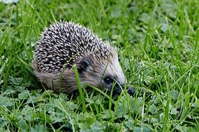 wild hedgehog on the green lawn