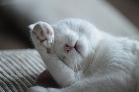 white cat is sleeping on a pillow