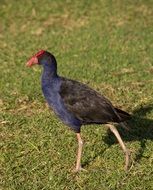 bird with purple plumage on green grass