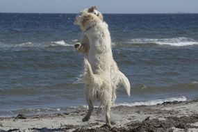 dogs play with each other at the seaside