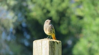 Colorful and beautiful bird on the wood among the plants
