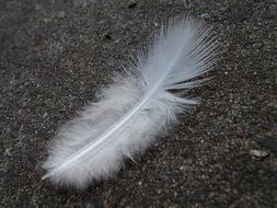 Feather White