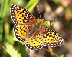 the Edwards' fritillary, is a butterfly of the Nymphalidae family