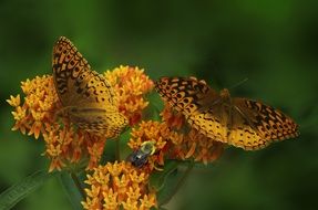 yellow bright butterflies on weeds