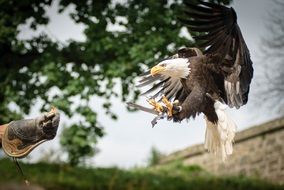 View of the white tailed eagle