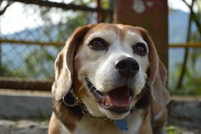 portrait of a friendly domestic dog