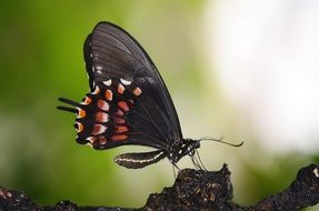 Black Butterfly with colorful wings