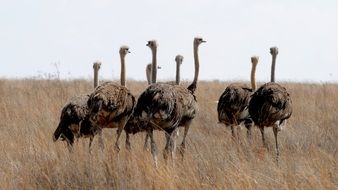Ostrich Bird in South Africa wildlife photography