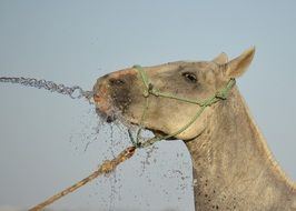 Horse in countryside