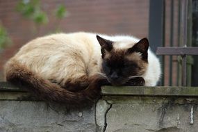 domestic Siamese cat is sleeping on the terrace