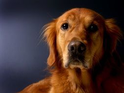 Portrait of Golden Retriever dog