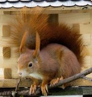 furry squirrel near feeding box