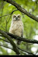 wild big horned owl on a tree branch