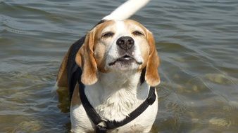 beagle dog in water close up