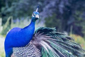 graceful blue peacock