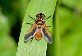 Diptera on the leaf close-up on blurred background