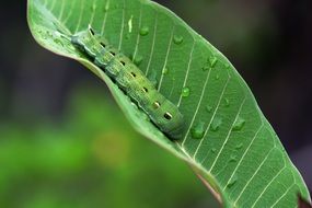 green Caterpillar on leaf, macro