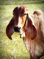 brown white mammal isolated