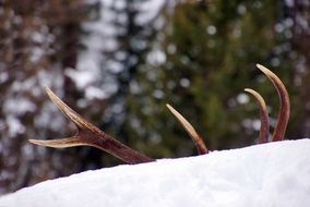 Stage Antlers