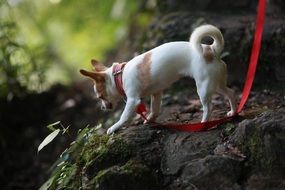 little chihuahua doggie on a red leash