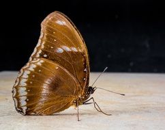 butterfly with brown wings on a stone