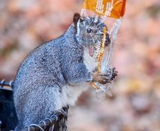 a squirrel eats a cookie