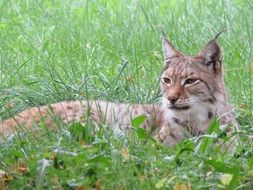 Lynx Nature