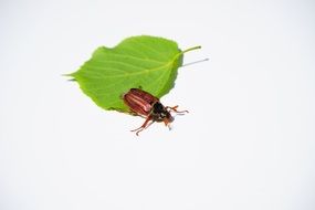beetle on a green leaf on a white background