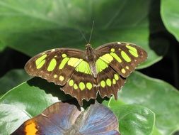 Black and Green butterfly insect