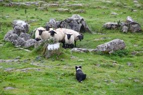 dog and flock of sheep