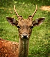 portrait of the horned Fallow Deer