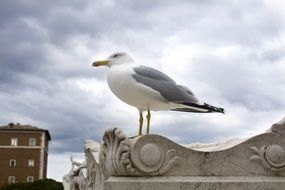 a seagull sits on top of a building