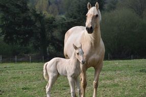 domestic white horse with foal on the farm