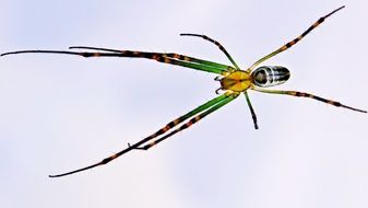 Photo of spider close-up